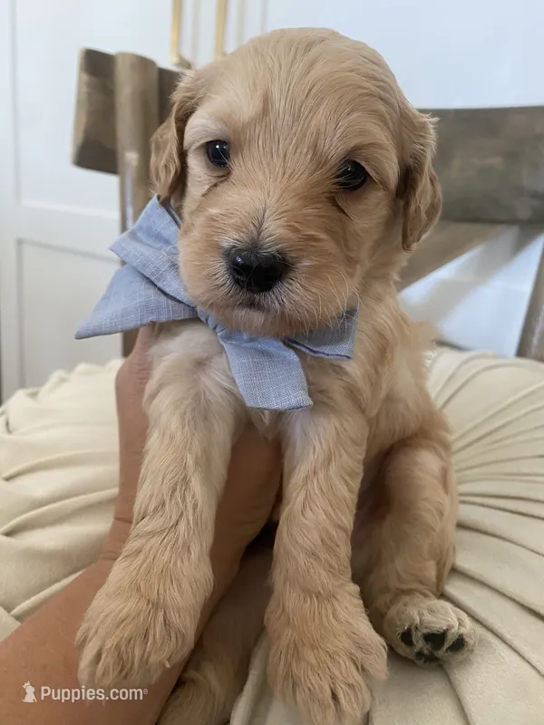George – Miniature Goldendoodle puppy for sale in Scottsdale, AZ