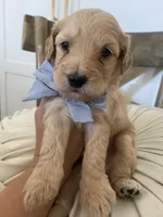 George, a male Miniature Goldendoodle for sale in Scottsdale, AZ – 1 of 7