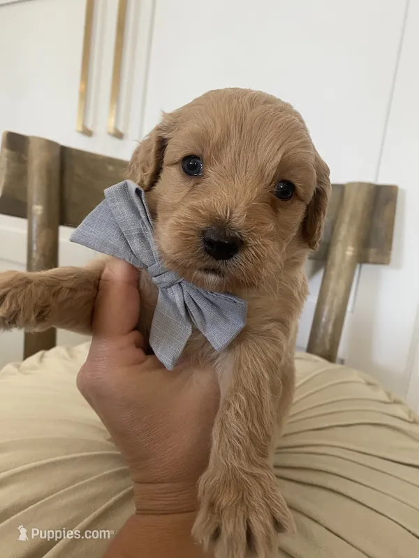 River – Miniature Goldendoodle puppy for sale in Scottsdale, AZ