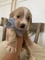 Henry, a male Miniature Goldendoodle for sale in Scottsdale, AZ – 9 of 9