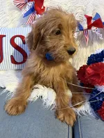 Billy, a male Goldendoodle for sale in Scottsdale, AZ – 2 of 5