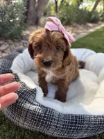 Stella, a female Miniature Goldendoodle for sale in Scottsdale, AZ – 5 of 8