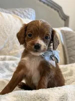 Ben, a male Cavapoo and Cavalier King Charles Spaniel for sale in Scottsdale, AZ – 7 of 8