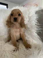 Sprout , a male Cockapoo and Cocker Spaniel for sale in Scottsdale, AZ – 7 of 10