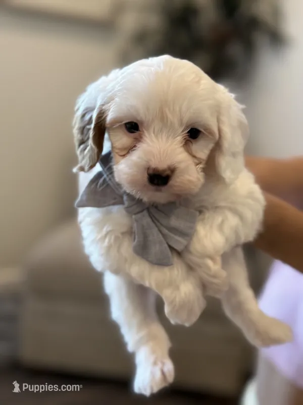 Jagger – Cavapoo, Cockapoo puppy for sale in Scottsdale, AZ