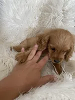 Sprout , a male Cockapoo and Cocker Spaniel for sale in Scottsdale, AZ – 6 of 10