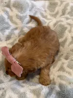 Scarlet , a female Cavapoo and Cavalier King Charles Spaniel for sale in Scottsdale, AZ – 6 of 7