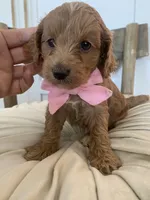 Hensley, a female Miniature Goldendoodle for sale in Scottsdale, AZ – 5 of 7