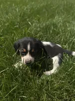 Mr. Green, a male Beagle for sale in Belchertown, MA – 4 of 5