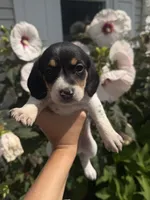 Miss Orange, a female Beagle for sale in Belchertown, MA – 2 of 5