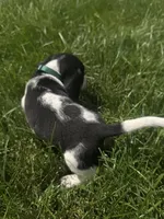 Mr. Green, a male Beagle for sale in Belchertown, MA – 5 of 5