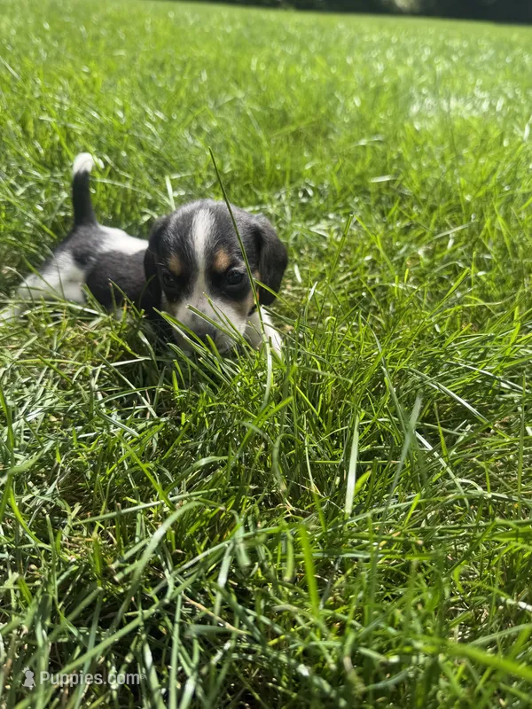 Miss Yellow – Beagle puppy for sale in Belchertown, MA