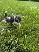Miss Yellow, a female Beagle for sale in Belchertown, MA – 4 of 5