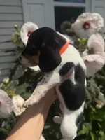 Miss Orange, a female Beagle for sale in Belchertown, MA – 3 of 5