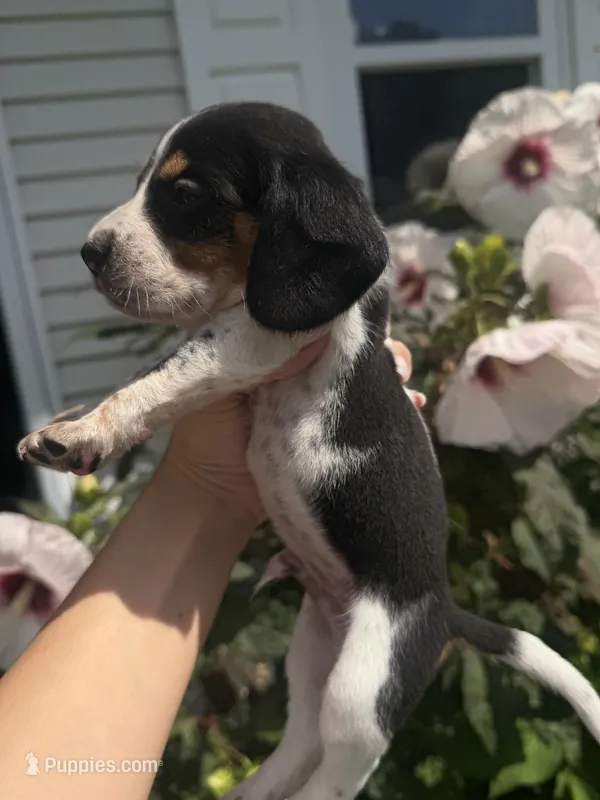 Mr. Green – Beagle puppy for sale in Belchertown, MA