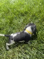 Miss Yellow, a female Beagle for sale in Belchertown, MA – 2 of 5