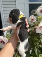 Miss Yellow, a female Beagle for sale in Belchertown, MA – 3 of 5