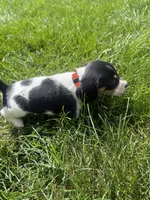 Miss Orange, a female Beagle for sale in Belchertown, MA – 4 of 5