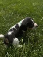 Mr. Green, a male Beagle for sale in Belchertown, MA – 3 of 5