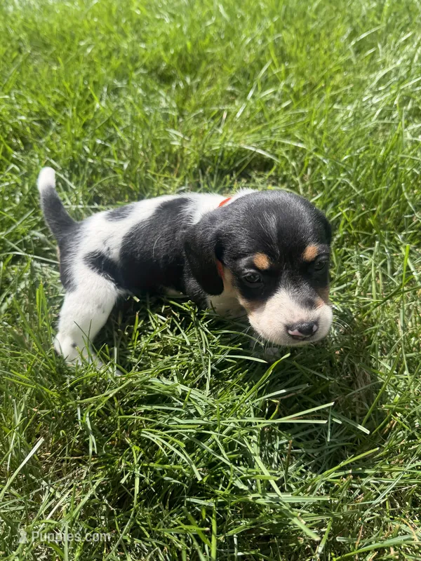 Miss Orange – Beagle puppy for sale in Belchertown, MA