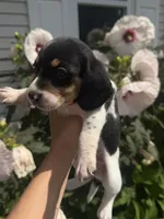 Miss Orange, a female Beagle for sale in Belchertown, MA – 5 of 5