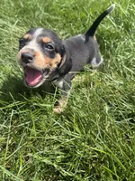Miss White, a female Beagle for sale in Belchertown, MA – 2 of 5