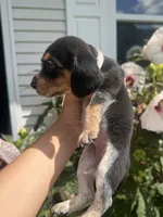 Miss White, a female Beagle for sale in Belchertown, MA – 5 of 5