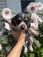 Miss White, a female Beagle for sale in Belchertown, MA – 3 of 5