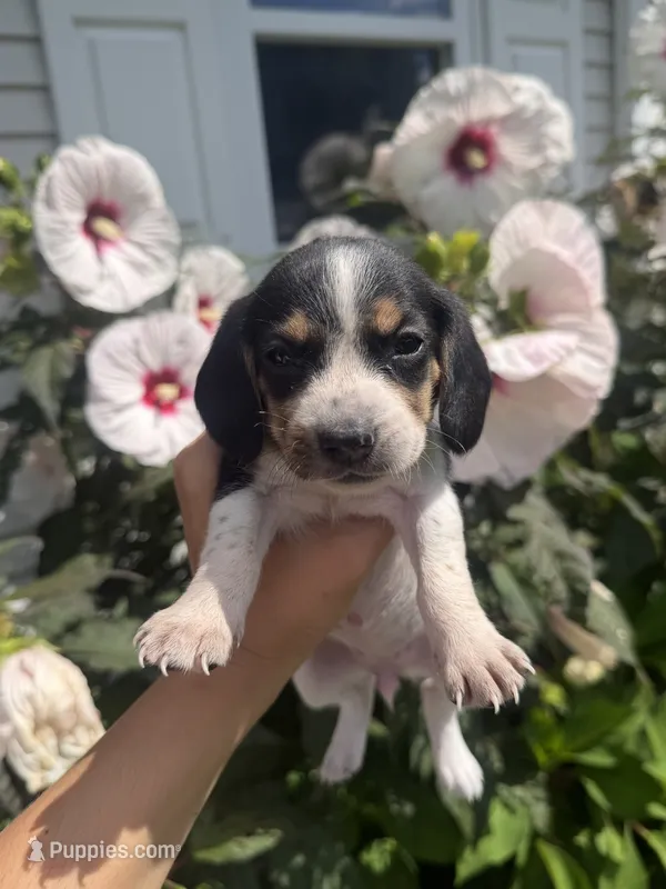 Miss Yellow – Beagle puppy for sale in Belchertown, MA
