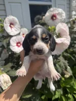 Miss Yellow, a female Beagle for sale in Belchertown, MA – 1 of 5
