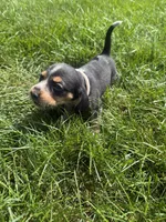 Miss White, a female Beagle for sale in Belchertown, MA – 1 of 5