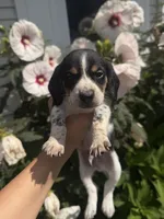 Mr. Green, a male Beagle for sale in Belchertown, MA – 2 of 5