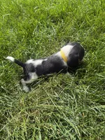 Miss Yellow, a female Beagle for sale in Belchertown, MA – 5 of 5