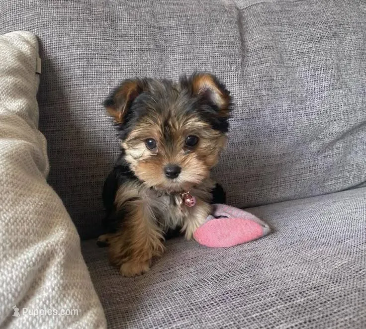 Queen Maris – Yorkshire Terrier puppy for sale in Belterra, TX