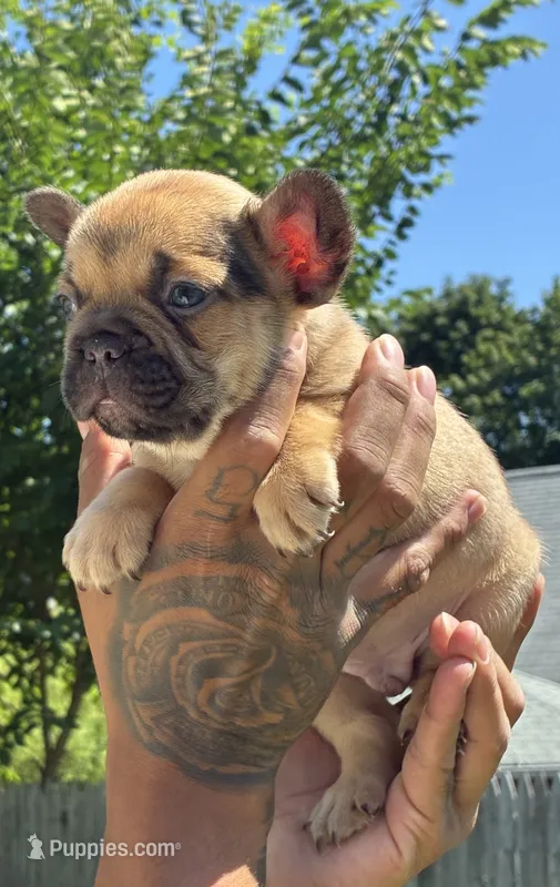 Boogie – French Bulldog puppy for sale in Providence, RI