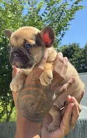 Boogie, a male French Bulldog for sale in Providence, RI – 1 of 2