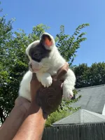 Baby D, a female French Bulldog for sale in Providence, RI – 2 of 2