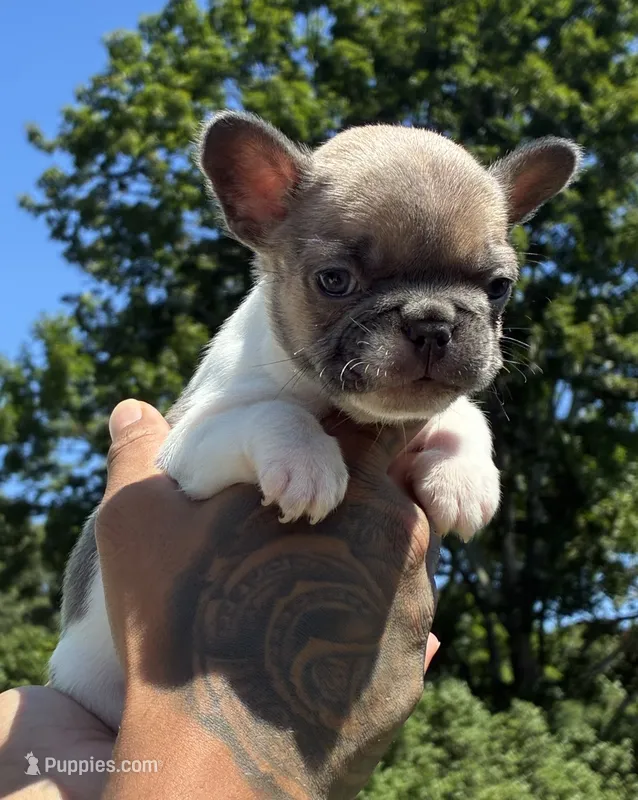 Peanut  – French Bulldog puppy for sale in Providence, RI