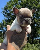 Peanut , a female French Bulldog for sale in Providence, RI – 1 of 2