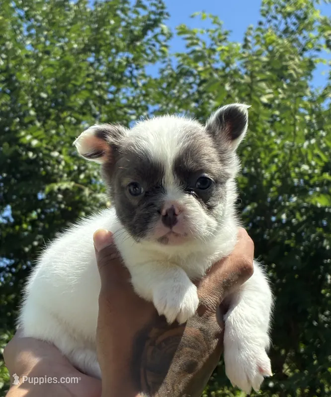 Baby D – French Bulldog puppy for sale in Providence, RI