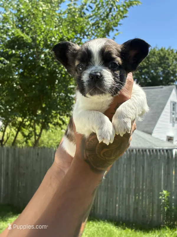 Curly – French Bulldog puppy for sale in Providence, RI
