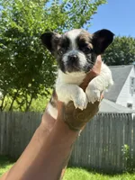 Curly, a male French Bulldog for sale in Providence, RI – 1 of 2