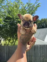 Boogie, a male French Bulldog for sale in Providence, RI – 2 of 2