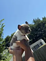 Peanut , a female French Bulldog for sale in Providence, RI – 2 of 2