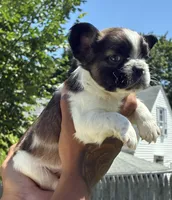 Curly, a male French Bulldog for sale in Providence, RI – 2 of 2