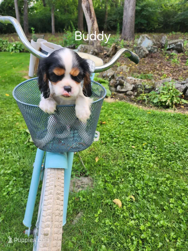 Buddy  – Cavalier King Charles Spaniel puppy for sale in Elverson, PA