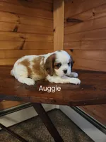 Auggie , a male Cavalier King Charles Spaniel for sale in Elverson, PA – 7 of 8