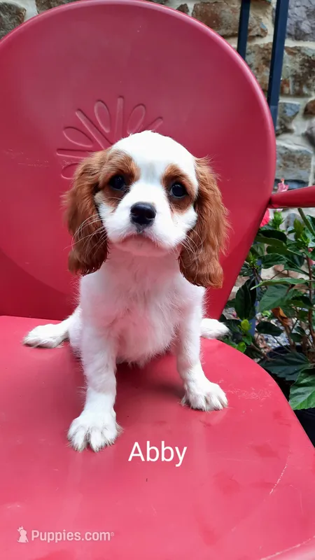 ABBY – Cavalier King Charles Spaniel puppy for sale in Elverson, PA