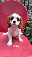 ABBY, a female Cavalier King Charles Spaniel for sale in Elverson, PA – 4 of 10