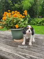 Brooke , a female Cavalier King Charles Spaniel for sale in Elverson, PA – 8 of 10